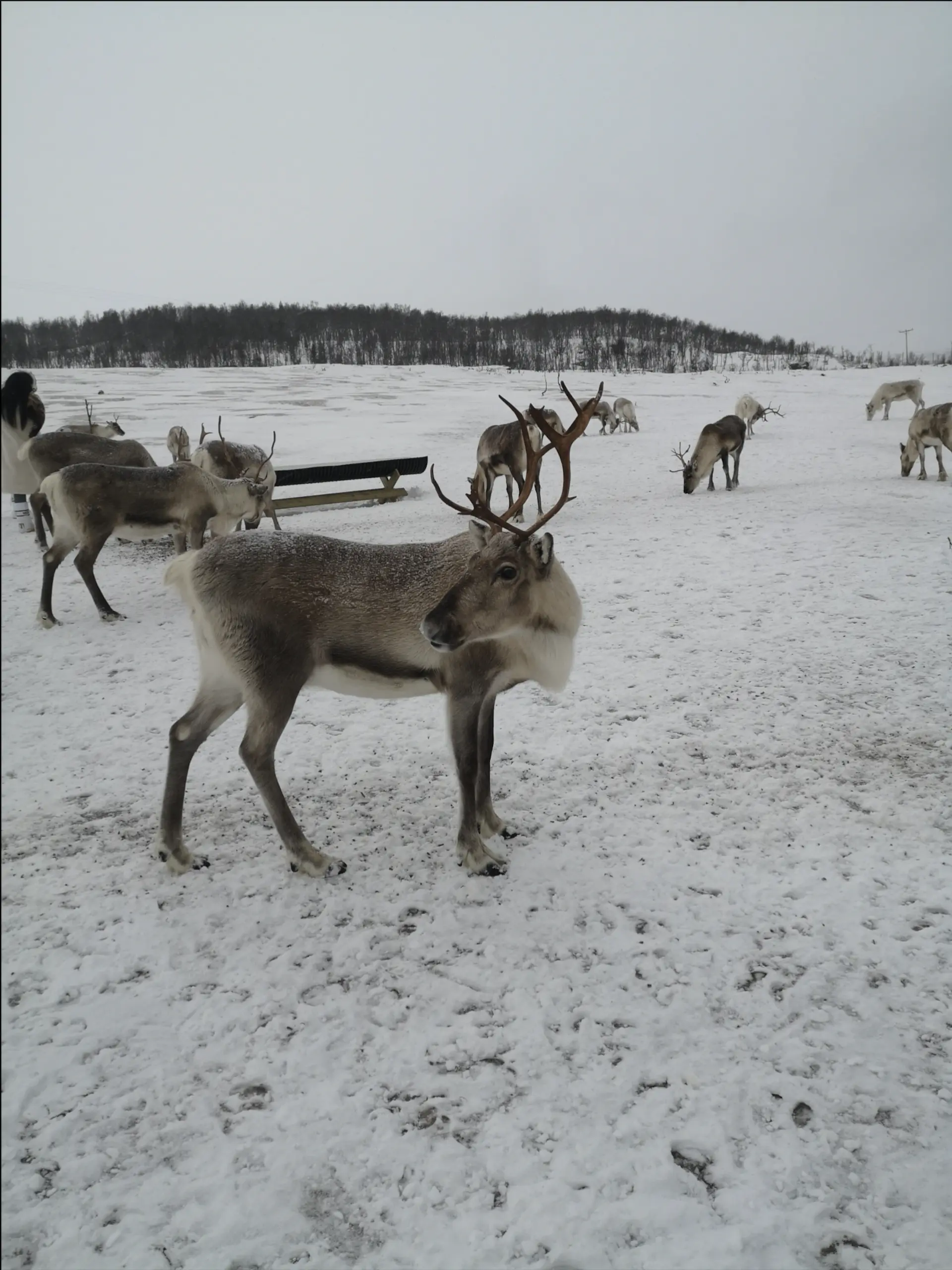 Sami Culture and Reindeer Experience